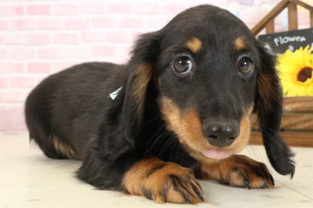 愛媛県のミニチュアダックスフンド(ロング) (Coo&RIKUイオンタウン川之江店/2025年10月9日生まれ/男の子/ブラックタン)の子犬の2枚目の画像