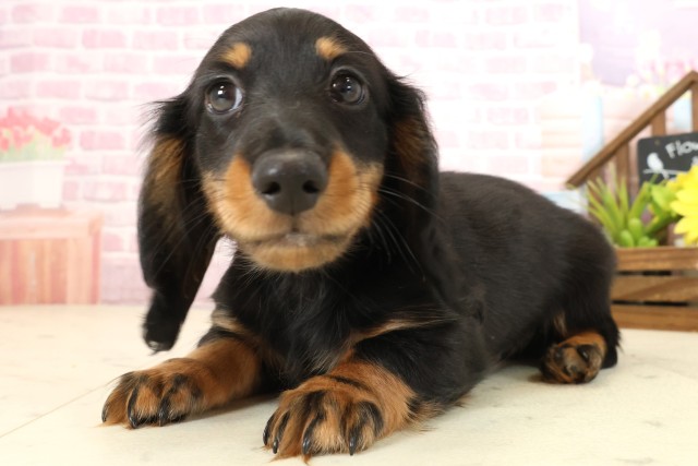 愛媛県のミニチュアダックスフンド(ロング) (Coo&RIKUイオンタウン川之江店/2025年10月9日生まれ/男の子/ブラックタン)の子犬の3枚目の画像