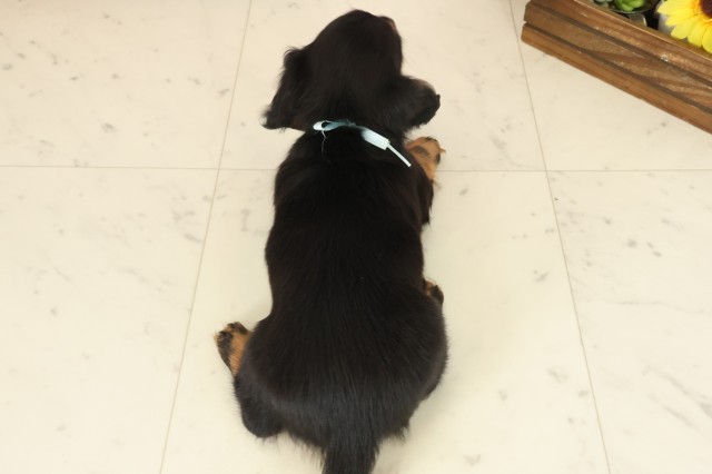 愛媛県のミニチュアダックスフンド(ロング) (Coo&RIKUイオンタウン川之江店/2025年10月9日生まれ/男の子/ブラックタン)の子犬の4枚目の画像