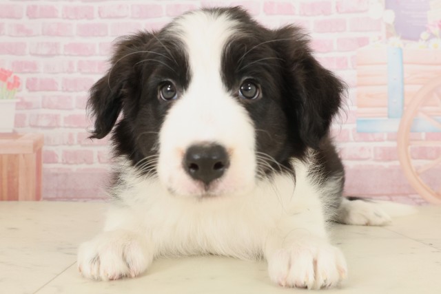 島根県のボーダーコリー (Coo&RIKU出雲店/2025年10月9日生まれ/男の子/ブラックホワイト)の子犬の1枚目の画像