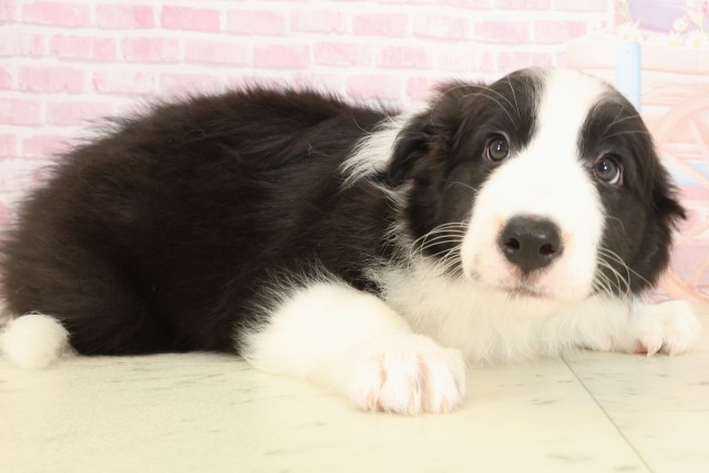 島根県のボーダーコリー (Coo&RIKU出雲店/2025年10月9日生まれ/男の子/ブラックホワイト)の子犬の2枚目の画像