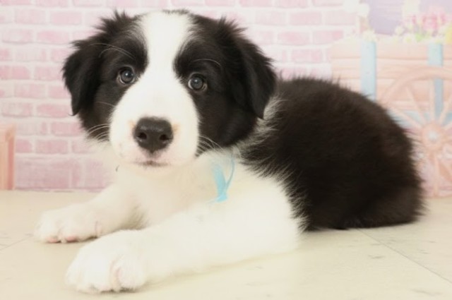 島根県のボーダーコリー (Coo&RIKU出雲店/2025年10月9日生まれ/男の子/ブラックホワイト)の子犬の3枚目の画像