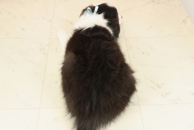 島根県のボーダーコリー (Coo&RIKU出雲店/2025年10月9日生まれ/男の子/ブラックホワイト)の子犬の4枚目の画像