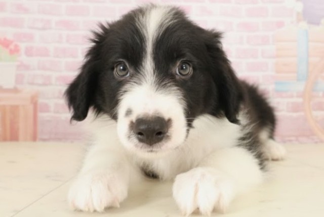 徳島県のボーダーコリー (Coo&RIKU徳島店/2025年10月9日生まれ/男の子/ブラックホワイト)の子犬