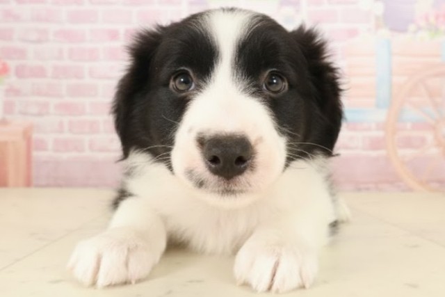 山口県のボーダーコリー (Coo&RIKUシーモール下関店/2025年10月9日生まれ/女の子/ブラックホワイト)の子犬