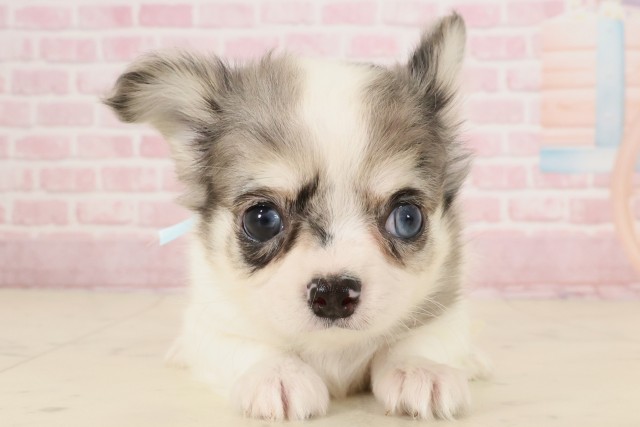 広島県のチワワ(ロング) (Coo&RIKU東広島店/2025年10月10日生まれ/男の子/ブルーマール)の子犬の1枚目の画像