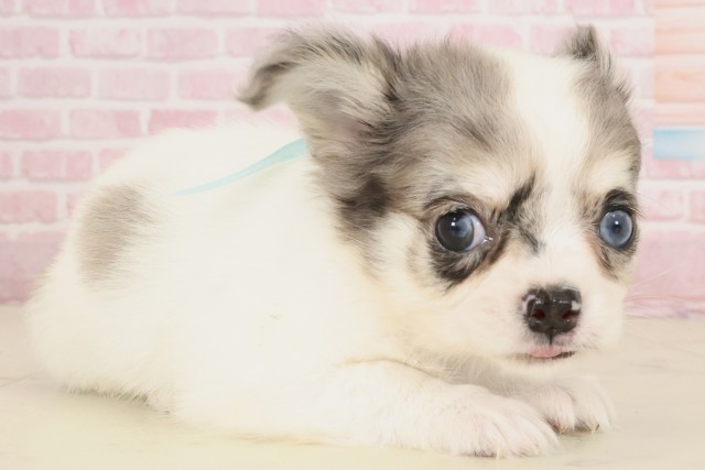 広島県のチワワ(ロング) (Coo&RIKU東広島店/2025年10月10日生まれ/男の子/ブルーマール)の子犬の2枚目の画像