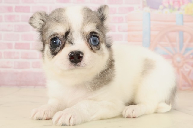 広島県のチワワ(ロング) (Coo&RIKU東広島店/2025年10月10日生まれ/男の子/ブルーマール)の子犬の3枚目の画像