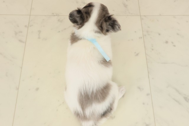 広島県のチワワ(ロング) (Coo&RIKU東広島店/2025年10月10日生まれ/男の子/ブルーマール)の子犬の4枚目の画像