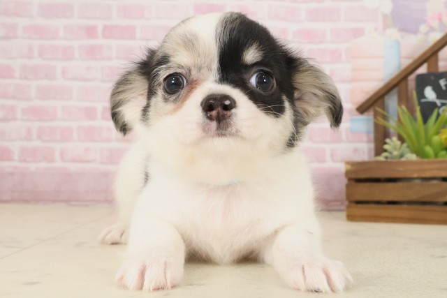 広島県のチワワ(ロング) (Coo&RIKUゆめタウン大竹店/2025年10月10日生まれ/男の子/ブルーマール)の子犬