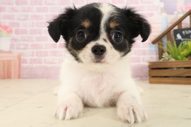 広島県のチワワ(ロング) (Coo&RIKUゆめタウン大竹店/2025年10月10日生まれ/女の子/ブラックタンホワイト)の子犬