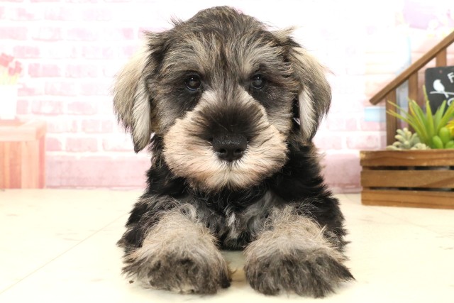 熊本県のミニチュアシュナウザー (Coo&RIKUイオンモール宇城店/2025年10月10日生まれ/男の子/ソルトペッパー)の子犬の1枚目の画像