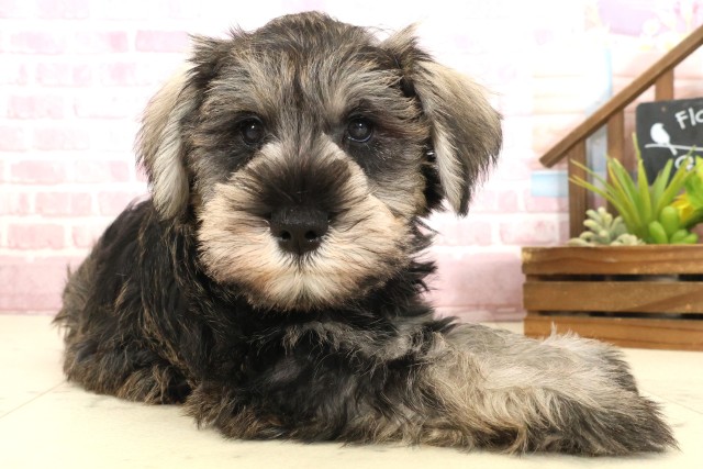 熊本県のミニチュアシュナウザー (Coo&RIKUイオンモール宇城店/2025年10月10日生まれ/男の子/ソルトペッパー)の子犬の2枚目の画像