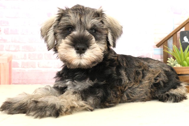 熊本県のミニチュアシュナウザー (Coo&RIKUイオンモール宇城店/2025年10月10日生まれ/男の子/ソルトペッパー)の子犬の3枚目の画像