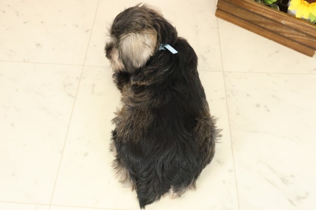 熊本県のミニチュアシュナウザー (Coo&RIKUイオンモール宇城店/2025年10月10日生まれ/男の子/ソルトペッパー)の子犬の4枚目の画像