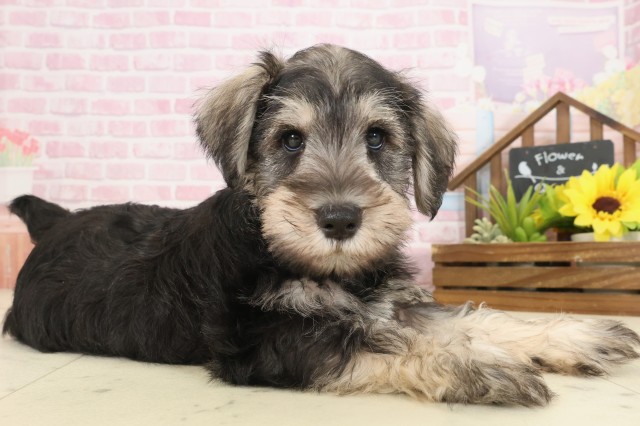 広島県のミニチュアシュナウザー (Coo&RIKU広島北店/2025年10月10日生まれ/男の子/ソルトペッパー)の子犬の2枚目の画像