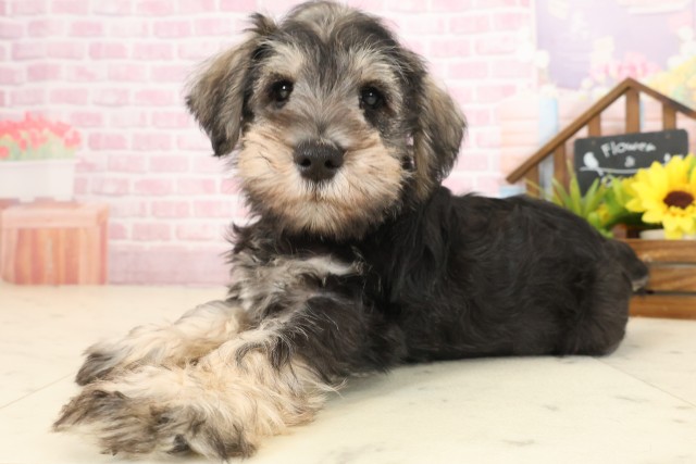 広島県のミニチュアシュナウザー (Coo&RIKU広島北店/2025年10月10日生まれ/男の子/ソルトペッパー)の子犬の3枚目の画像