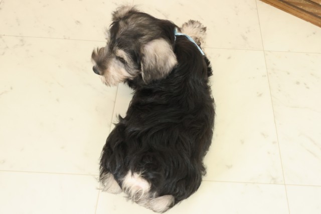 広島県のミニチュアシュナウザー (Coo&RIKU広島北店/2025年10月10日生まれ/男の子/ソルトペッパー)の子犬の4枚目の画像