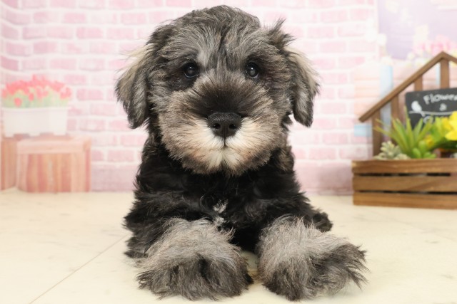 広島県のミニチュアシュナウザー (Coo&RIKU福山店/2025年10月10日生まれ/男の子/ソルトペッパー)の子犬の1枚目の画像