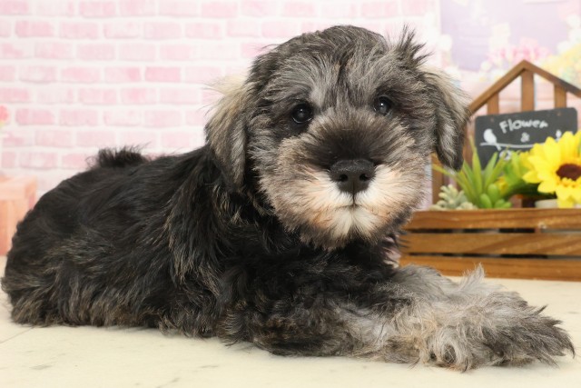 広島県のミニチュアシュナウザー (Coo&RIKU福山店/2025年10月10日生まれ/男の子/ソルトペッパー)の子犬の2枚目の画像