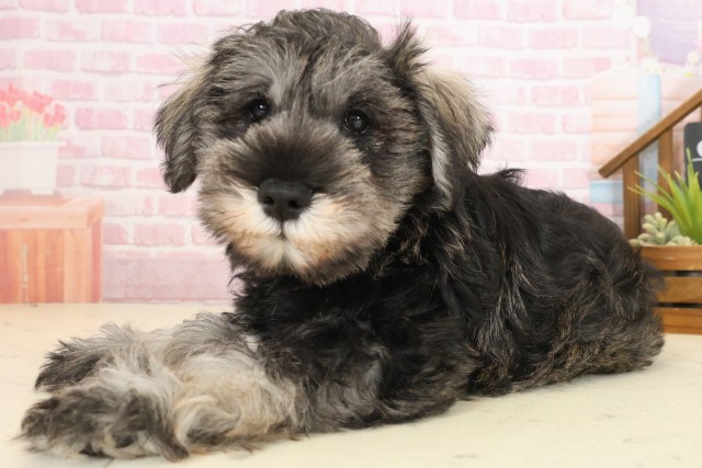 広島県のミニチュアシュナウザー (Coo&RIKU福山店/2025年10月10日生まれ/男の子/ソルトペッパー)の子犬の3枚目の画像