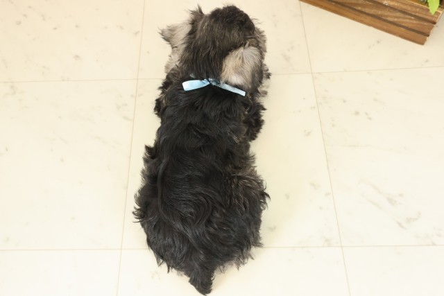 広島県のミニチュアシュナウザー (Coo&RIKU福山店/2025年10月10日生まれ/男の子/ソルトペッパー)の子犬の4枚目の画像