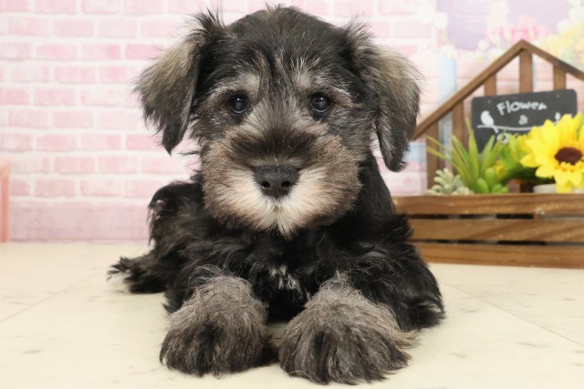 広島県のミニチュアシュナウザー (Coo&RIKUゆめタウン大竹店/2025年10月10日生まれ/男の子/ソルトペッパー)の子犬の1枚目の画像