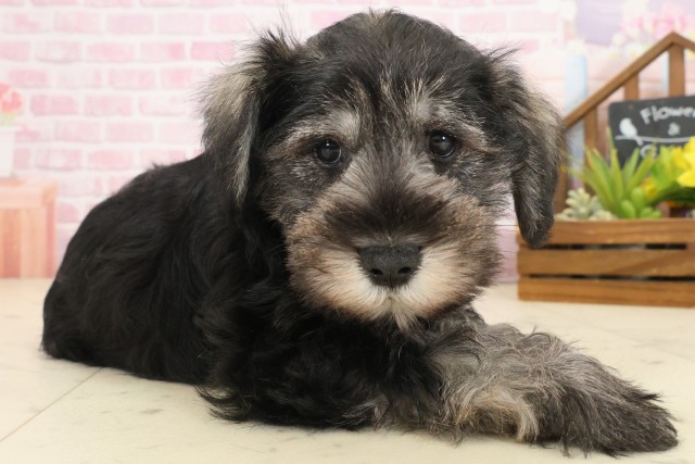 広島県のミニチュアシュナウザー (Coo&RIKUゆめタウン大竹店/2025年10月10日生まれ/男の子/ソルトペッパー)の子犬の2枚目の画像