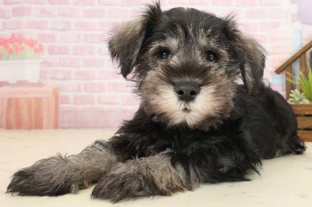 広島県のミニチュアシュナウザー (Coo&RIKUゆめタウン大竹店/2025年10月10日生まれ/男の子/ソルトペッパー)の子犬の3枚目の画像