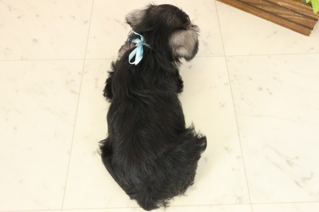 広島県のミニチュアシュナウザー (Coo&RIKUゆめタウン大竹店/2025年10月10日生まれ/男の子/ソルトペッパー)の子犬の4枚目の画像