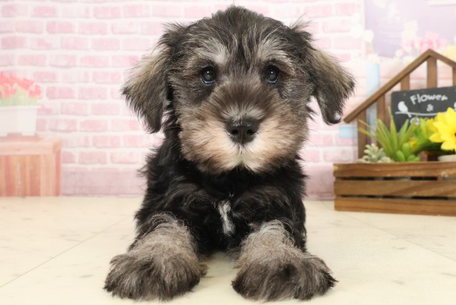 広島県のミニチュアシュナウザー (Coo&RIKU東広島店/2025年10月10日生まれ/女の子/ソルトペッパー)の子犬の1枚目の画像