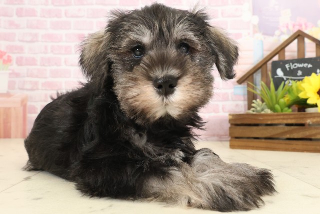 広島県のミニチュアシュナウザー (Coo&RIKU東広島店/2025年10月10日生まれ/女の子/ソルトペッパー)の子犬の2枚目の画像