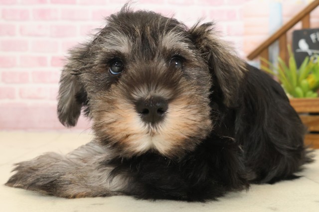 広島県のミニチュアシュナウザー (Coo&RIKU東広島店/2025年10月10日生まれ/女の子/ソルトペッパー)の子犬の3枚目の画像