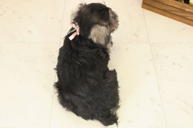 広島県のミニチュアシュナウザー (Coo&RIKU東広島店/2025年10月10日生まれ/女の子/ソルトペッパー)の子犬の4枚目の画像