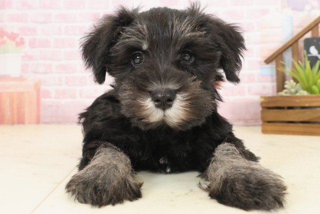 香川県のミニチュアシュナウザー (Coo&RIKU高松上福岡店/2025年10月10日生まれ/女の子/ブラックシルバー)の子犬の1枚目の画像