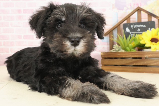 香川県のミニチュアシュナウザー (Coo&RIKU高松上福岡店/2025年10月10日生まれ/女の子/ブラックシルバー)の子犬の2枚目の画像