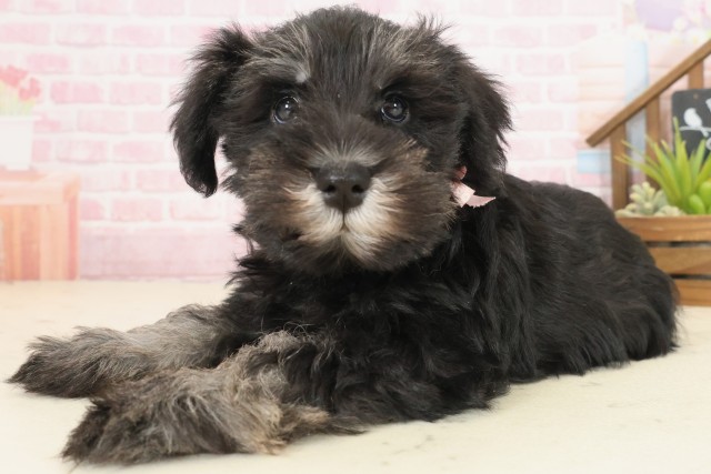 香川県のミニチュアシュナウザー (Coo&RIKU高松上福岡店/2025年10月10日生まれ/女の子/ブラックシルバー)の子犬の3枚目の画像