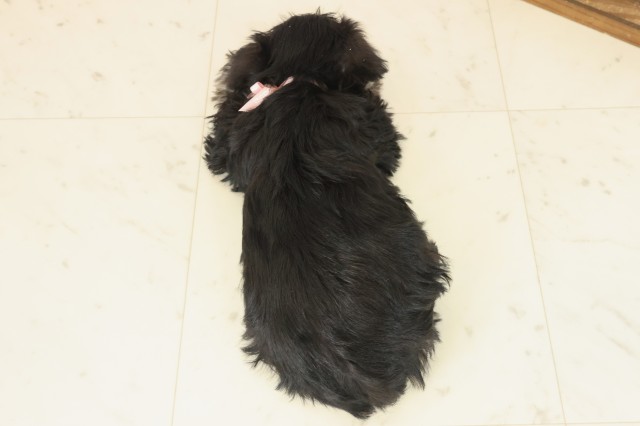 香川県のミニチュアシュナウザー (Coo&RIKU高松上福岡店/2025年10月10日生まれ/女の子/ブラックシルバー)の子犬の4枚目の画像