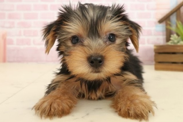 鳥取県のヨークシャーテリア (Coo&RIKUラ・ムー鳥取東店/2025年10月11日生まれ/男の子/スチールブルータン)の子犬の1枚目の画像