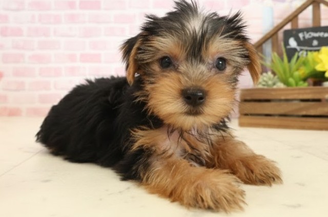 鳥取県のヨークシャーテリア (Coo&RIKUラ・ムー鳥取東店/2025年10月11日生まれ/男の子/スチールブルータン)の子犬の2枚目の画像