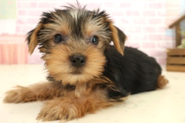 鳥取県のヨークシャーテリア (Coo&RIKUラ・ムー鳥取東店/2025年10月11日生まれ/男の子/スチールブルータン)の子犬の3枚目の画像