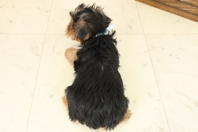 鳥取県のヨークシャーテリア (Coo&RIKUラ・ムー鳥取東店/2025年10月11日生まれ/男の子/スチールブルータン)の子犬の4枚目の画像
