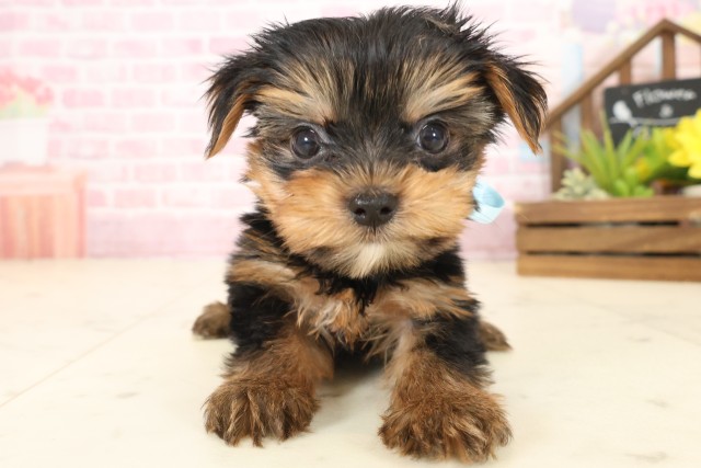 愛媛県のヨークシャーテリア (Coo&RIKUイオンタウン川之江店/2025年10月11日生まれ/男の子/スチールブルータン)の子犬の1枚目の画像