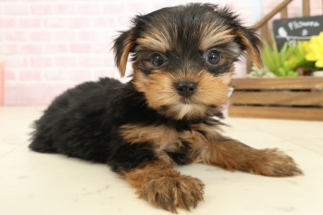 愛媛県のヨークシャーテリア (Coo&RIKUイオンタウン川之江店/2025年10月11日生まれ/男の子/スチールブルータン)の子犬の2枚目の画像