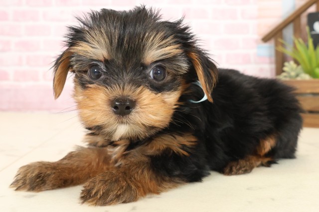 愛媛県のヨークシャーテリア (Coo&RIKUイオンタウン川之江店/2025年10月11日生まれ/男の子/スチールブルータン)の子犬の3枚目の画像