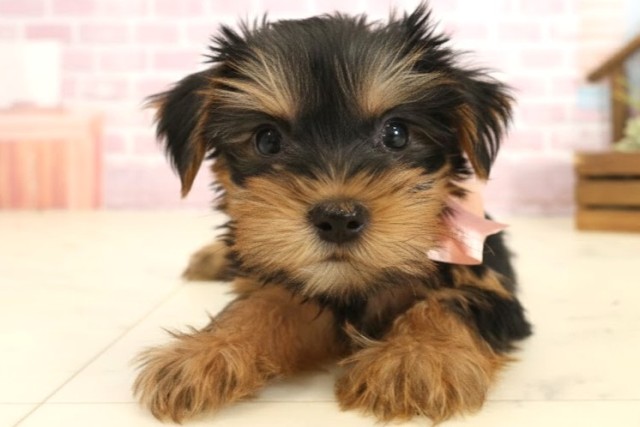 広島県のヨークシャーテリア (Coo&RIKU広島中央店/2025年10月11日生まれ/女の子/スチールブルータン)の子犬