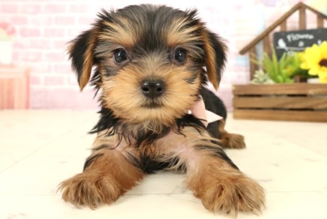 広島県のヨークシャーテリア (Coo&RIKU東広島店/2025年10月11日生まれ/女の子/スチールブルータン)の子犬