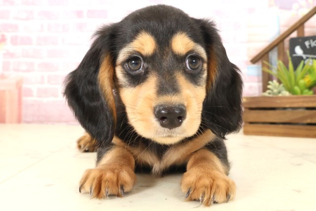 鳥取県のミニチュアダックスフンド(ロング) (Coo&RIKUラ・ムー鳥取東店/2025年10月12日生まれ/男の子/ブラックタン)の子犬の1枚目の画像