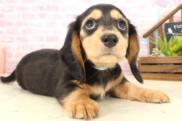 鳥取県のミニチュアダックスフンド(ロング) (Coo&RIKUラ・ムー鳥取東店/2025年10月12日生まれ/男の子/ブラックタン)の子犬の2枚目の画像