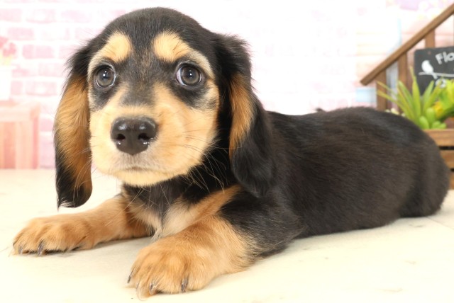 鳥取県のミニチュアダックスフンド(ロング) (Coo&RIKUラ・ムー鳥取東店/2025年10月12日生まれ/男の子/ブラックタン)の子犬の3枚目の画像